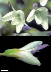 Veronica truncatula. Flowers. Scale = 1 mm.
 Image: W.M. Malcolm © Te Papa CC-BY-NC 3.0 NZ